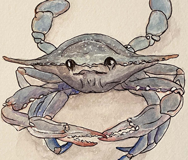 Featured image for “Atlantic Blue Crab”
